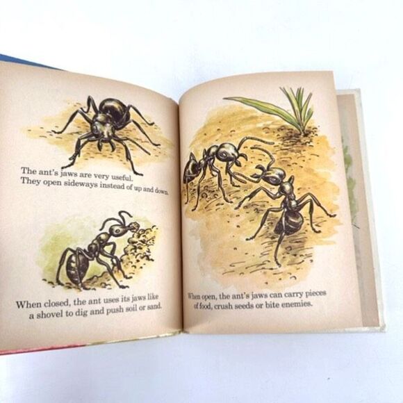 Vintage Rand McNally Publisher The Busy Ants Nonfiction Children’s Learning Book - Picture 3 of 12